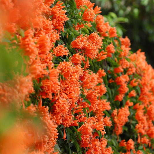 ๐ฆ"Hummingbird Carpet"๐ธEpilobium garrettii โ Rainbow Burst ๐