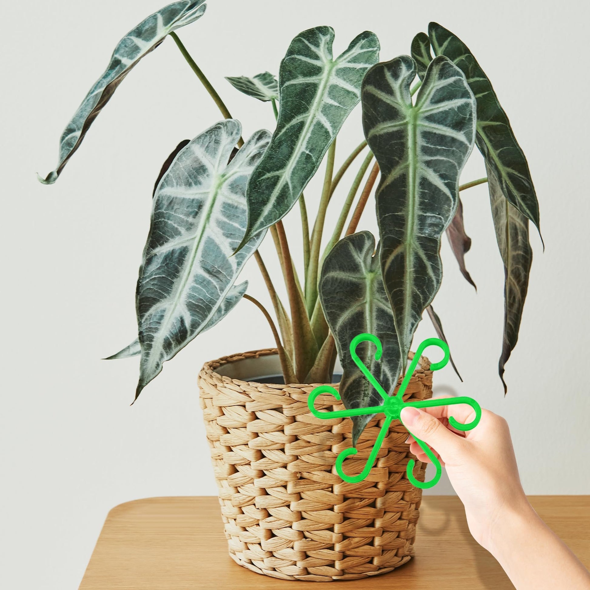 🏆Flash Sale⚡ 50K+ SOLD! Almost Gone-🌿Plant Stem Support Set